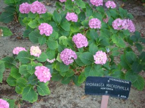 Exhibit at the Royal Botannical Garden